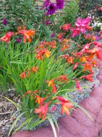 crocosmia lucifer (2).jpg
