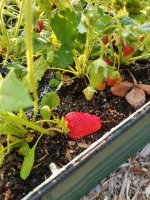 Strawbwrry.jpg
