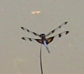 dragonfly 3.JPG