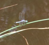 dragonfly Blue Dasher (Pachydiplax longipennis)7.JPG