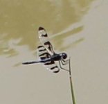 w dragonfly Widow Skimmer (Libellula luctuosa).JPG