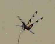 dragonfly.JPG