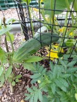 cucumber.jpg