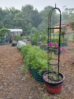 veggardencarrots.jpg