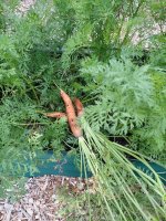 vegcarrots.jpg