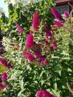 Butterfly4.jpg