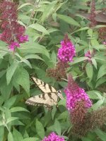 ButterflyBush.jpg
