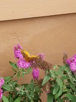 ButterflyBush2.jpg