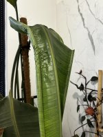 IMG_9129.jpeg