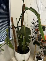 IMG_9130.jpeg