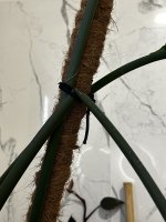 IMG_9131.jpeg