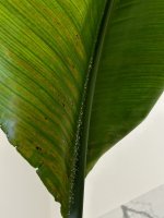 IMG_9133.jpeg