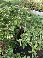 IMG_3982.jpeg
