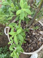 brown-spots-04.JPG