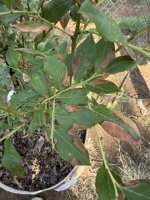brown-spots-03.JPG