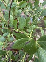 brown-spots-02.JPG