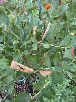 brown-spots-01.JPG