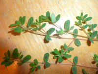 2026-07-23 weed.jpg