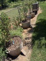 blueberries-in-pots.JPG