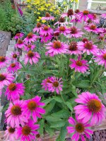 coneflowers.jpg