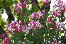 Honeysuckle peaches and cream2.jpg