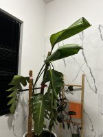 IMG_9267.jpeg