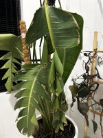 IMG_9268.jpeg