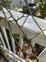 Nellies America Rose Canes.jpg
