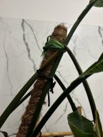 IMG_9394.jpeg