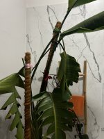 IMG_9395.jpeg