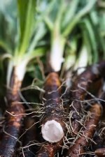 Salsify.jpg Salsify.jpg