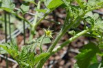 tomato_flower_1.jpg