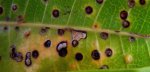 Mango leaf damaged by leaf gall fly. A. M. Varela, icipe.jpg