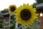 sunflowers_3.jpg