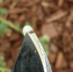 teeny bug.jpg teeny bug.jpg