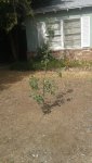 Apple Tree - June 2016.jpg Apple Tree - June 2016.jpg