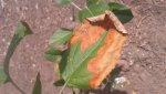 Apple Tree Dry Leaf 1.jpg Apple Tree Dry Leaf 1.jpg