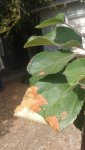 Apple Tree Dry Leaf 2.jpg Apple Tree Dry Leaf 2.jpg