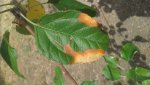 Apple Tree Dry Leaf 3.jpg Apple Tree Dry Leaf 3.jpg
