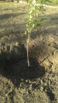 Plum Tree - Soil Removed.jpg