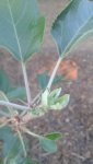 Apple Tree - New Growth 2 - 5 July 2016.jpg