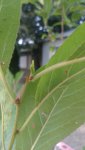 Plum Tree - New Growth 1 - 5 July 16.jpg