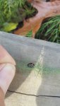 redandblackbugsideview.jpg redandblackbugsideview.jpg