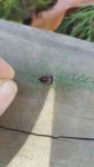 redandblackbugtopview.jpg redandblackbugtopview.jpg