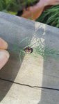 redandblackbugtopview2.jpg redandblackbugtopview2.jpg
