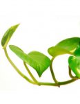 money-plant.jpg money-plant.jpg