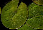 water-lily-leaf.jpg water-lily-leaf.jpg