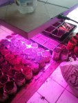 IMG_20170321_175943.jpeg IMG_20170321_175943.jpeg