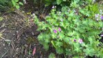 cranesbill.jpg cranesbill.jpg
