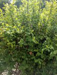 IMG_20170502_104309.jpg